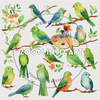67 Tropical Birds Clip Art Pack - Transparent PNGs for DIY & Digital Projects